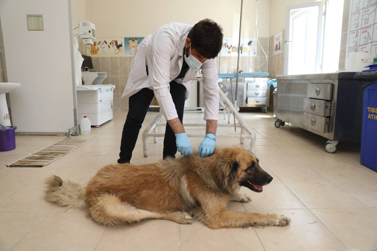 İpekyolu Belediyesi tarafından sahiplenilen sokak köpeği hakkında açıklama;